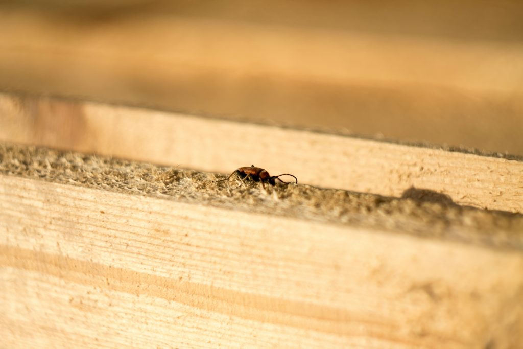 Diagnostic Diagnostic Termites à Lyon