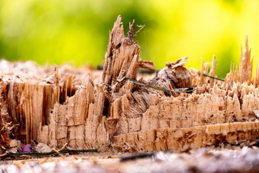 Diagnostic Diagnostic Termites à Toulon