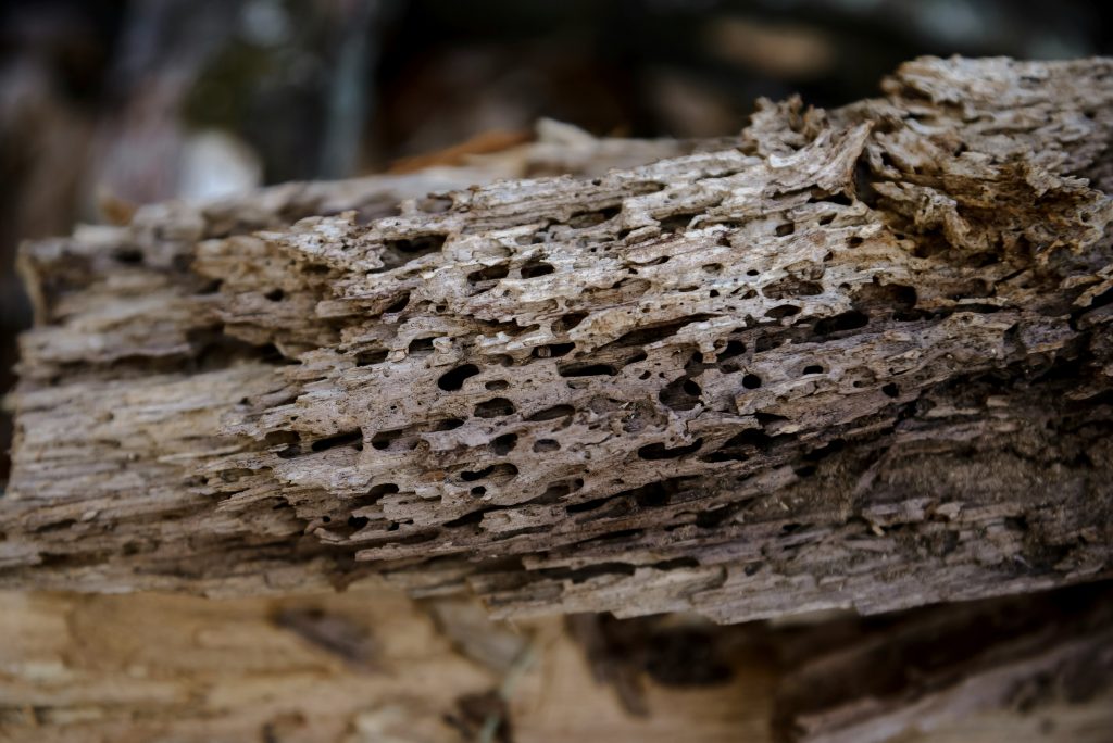 Qui paie le diagnostic termites ?