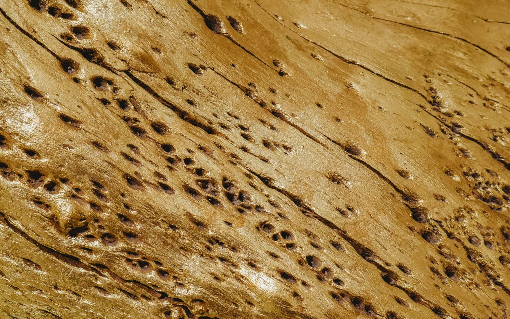Diagnostic Diagnostic Termites à Toulouse
